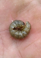 Noctuinae