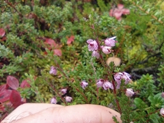 Calluna vulgaris