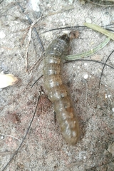 Noctuinae