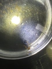 Amphipholis squamata