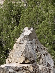 Sceloporus occidentalis longipes