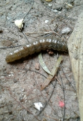 Noctuinae