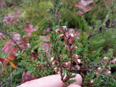 Calluna vulgaris