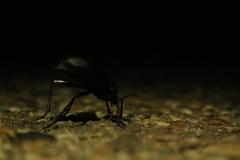 Tenebrioninae