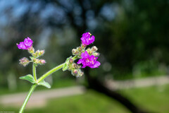 Mirabilis glabrifolia