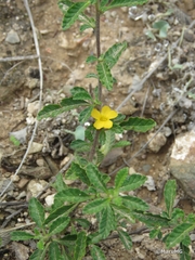 Turnera diffusa