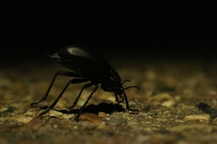 Tenebrioninae