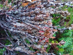 Calluna vulgaris