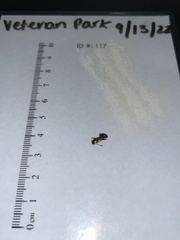 Camponotus chromaiodes