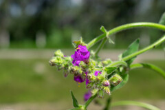 Mirabilis glabrifolia