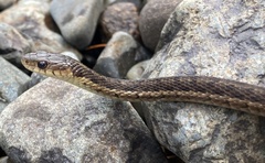 Thamnophis sirtalis pallidulus