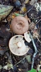 Lactarius mutabilis