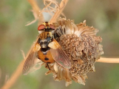 Gymnosoma rotundatum