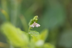 Petrophila confusalis
