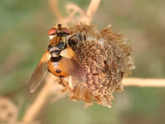 Gymnosoma rotundatum