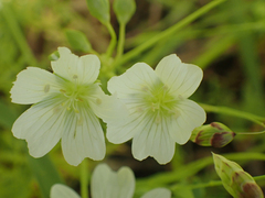 Limnanthes