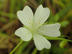 Limnanthes