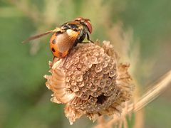 Gymnosoma rotundatum