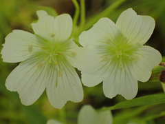 Limnanthes