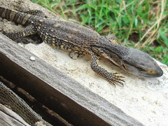 Varanus albigularis microstictus