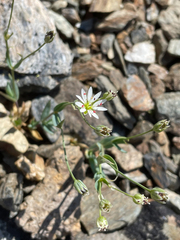 Stellaria longipes