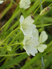 Limnanthes