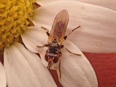 Thecophora