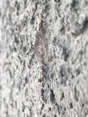 Clathroneuria schwarzi