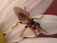 Thecophora