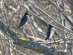 Pygochelidon cyanoleuca