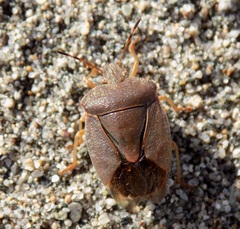 Palomena