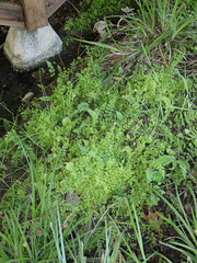 Adiantum