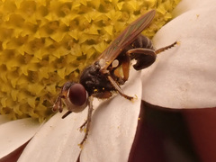 Thecophora