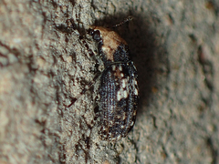 Euparius paganus