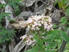 Stevia