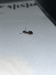 Camponotus chromaiodes
