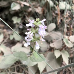 Stachys bullata