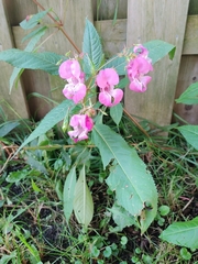 Impatiens glandulifera