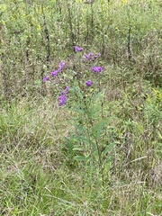 Vernonia missurica