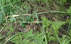 Pentagramma triangularis