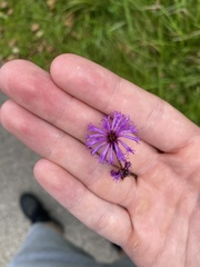 Vernonia missurica