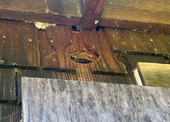 Colaptes auratus