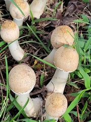 Candolleomyces candolleanus