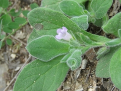 Boraginaceae