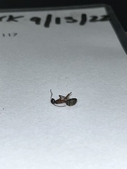 Camponotus chromaiodes