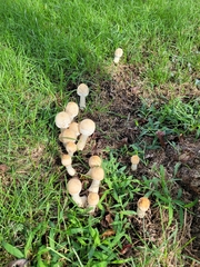 Candolleomyces candolleanus