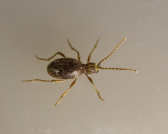 Ptinus