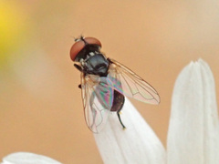 Phasia