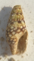 Mitrella ocellata