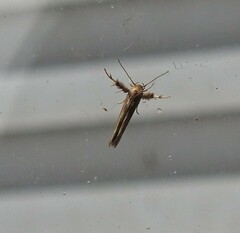 Stathmopoda